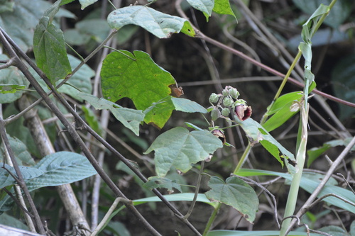 Thepparatia scandens, photograph 3