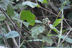 Thepparatia scandens, photograph S.MORE, CC0, iNaturalist via GBIF