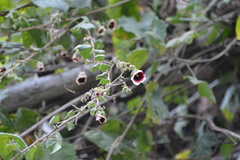 Thepparatia scandens, photograph S.MORE, CC0, iNaturalist via GBIF