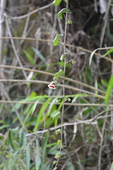 Thepparatia scandens, photograph S.MORE, CC0, iNaturalist via GBIF