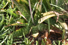 Aloe parvibracteata