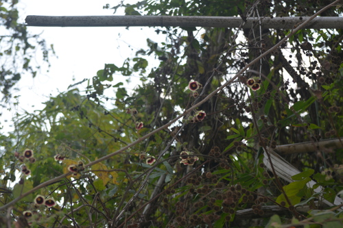 Thepparatia scandens, photograph 6