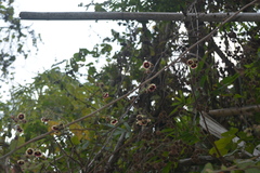 Thepparatia scandens, photograph S.MORE, CC0, iNaturalist via GBIF