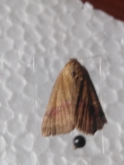 Phytometra viridaria