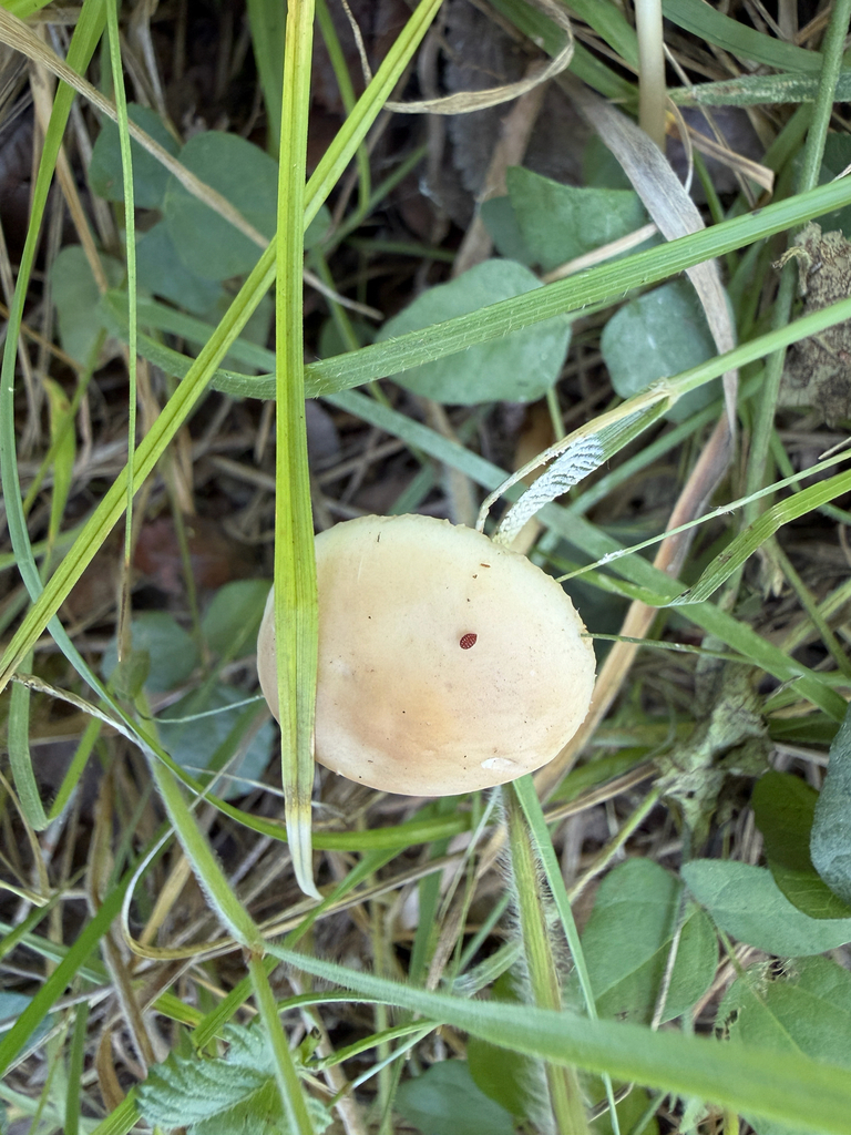 Agrocybe pediades · April 2026 · photo: © idclaire (iNaturalist, cc-by)