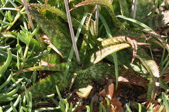 Aloe parvibracteata