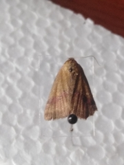 Phytometra viridaria