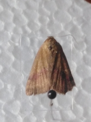 Phytometra viridaria