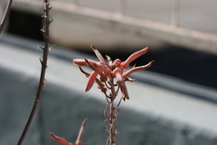 Aloe parvibracteata