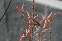 Aloe parvibracteata