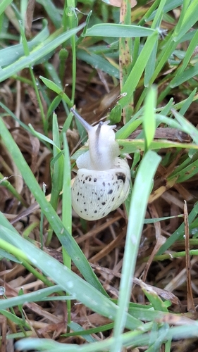 Fruticicola fruticum