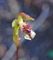 Chiloglottis curviclavia
