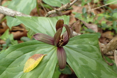 Trillium gracile