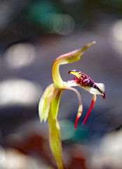 Chiloglottis curviclavia