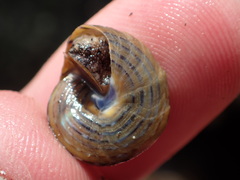 Calliostoma tricolor