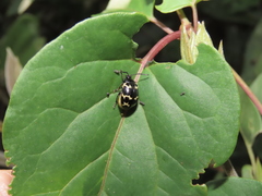 Gallerucida bifasciata