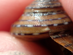 Calliostoma tricolor