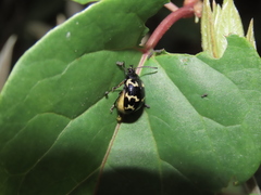 Gallerucida bifasciata