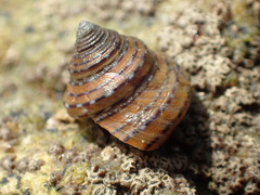 Calliostoma tricolor