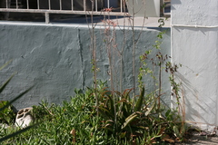 Aloe parvibracteata