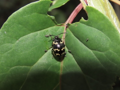 Gallerucida bifasciata