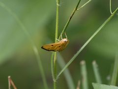 Phostria bistigmalis