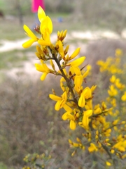 Genista scorpius