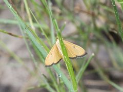 Phostria bistigmalis