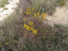 Genista scorpius