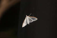 Palpita nigropunctalis