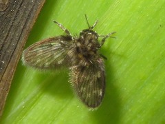 Pneumia trivialis