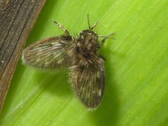 Pneumia trivialis