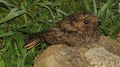 Antrostomus arizonae