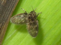 Pneumia trivialis