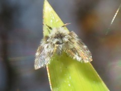 Clytocerus ocellaris