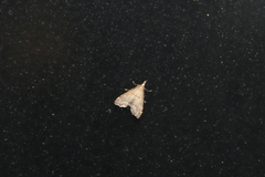 Diplopseustis perieresalis