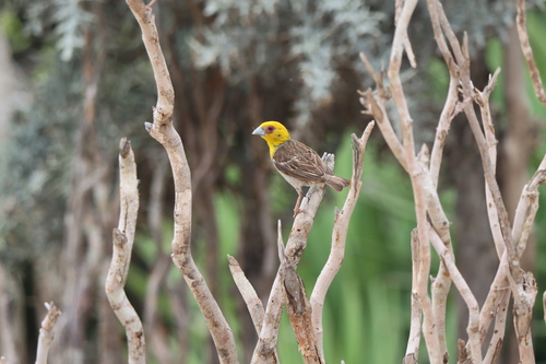 Sakalava Weaver (Ploceus sakalava), photo 10