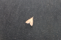 Diplopseustis perieresalis