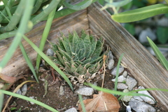 Aristaloe aristata