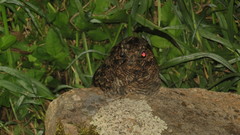 Antrostomus arizonae