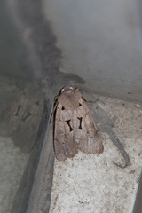 Orthosia carnipennis
