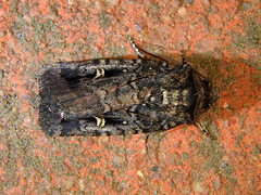 Proteuxoa microspila