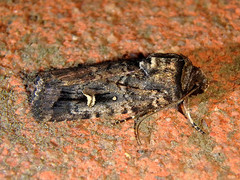 Proteuxoa microspila