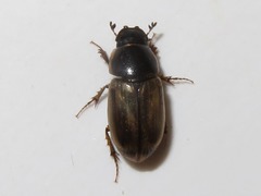 Melinopterus prodromus