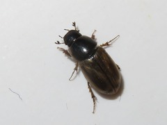 Melinopterus prodromus