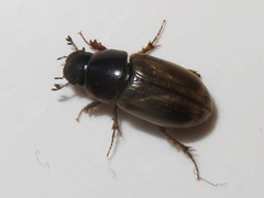 Melinopterus prodromus