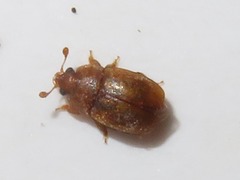 Epuraea melanocephala
