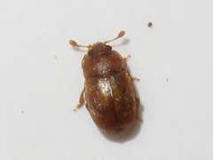 Epuraea melanocephala
