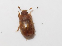 Epuraea melanocephala
