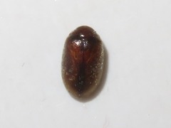 Contacyphon palustris